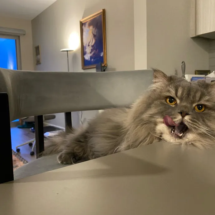 Paws And Playtime With Sofiya Ultimate Purr-Fect Care