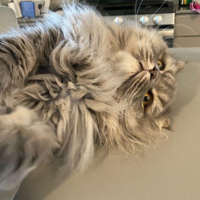Paws And Playtime With Sofiya Ultimate Purr-Fect Care