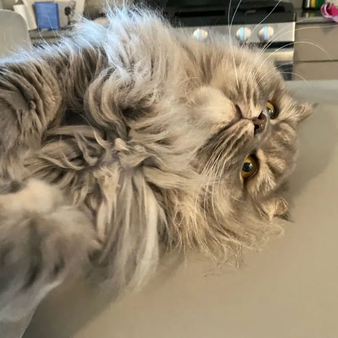 Paws And Playtime With Sofiya Ultimate Purr-Fect Care