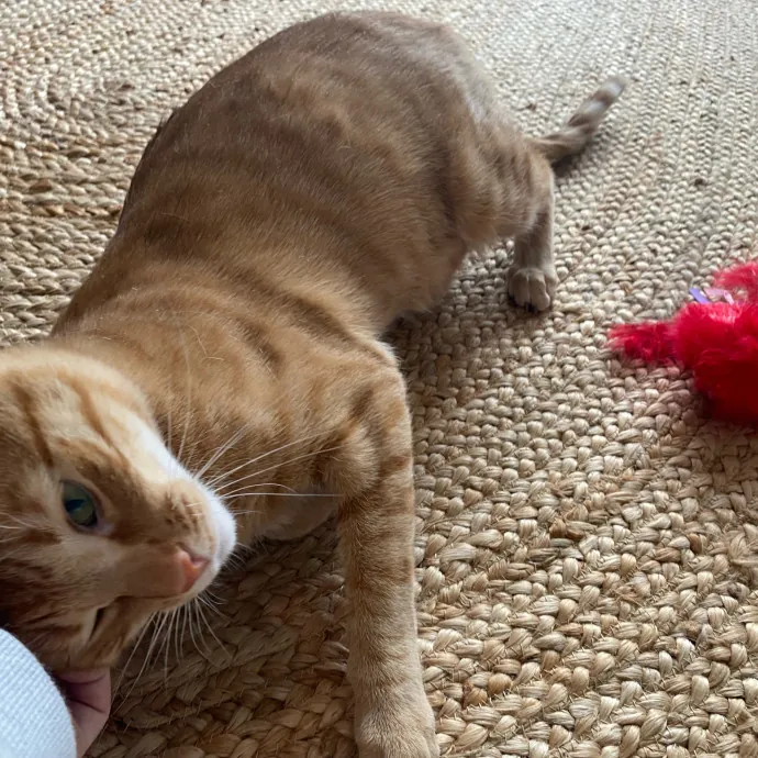 Paws And Playtime With Sofiya Ultimate Purr-Fect Care