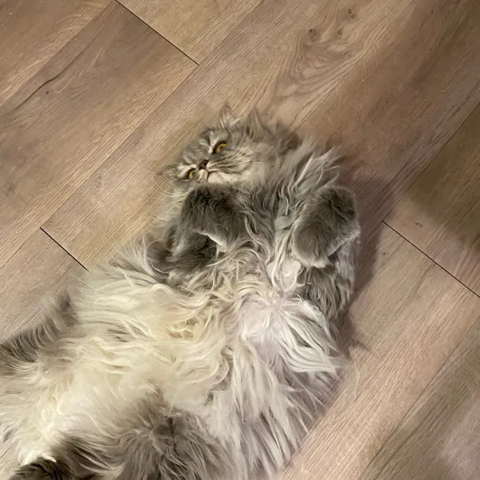 Paws And Playtime With Sofiya Ultimate Purr-Fect Care