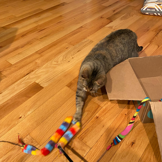 Paws And Playtime With Sofiya Ultimate Purr-Fect Care