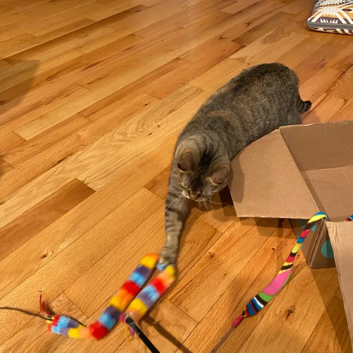 Paws And Playtime With Sofiya Ultimate Purr-Fect Care