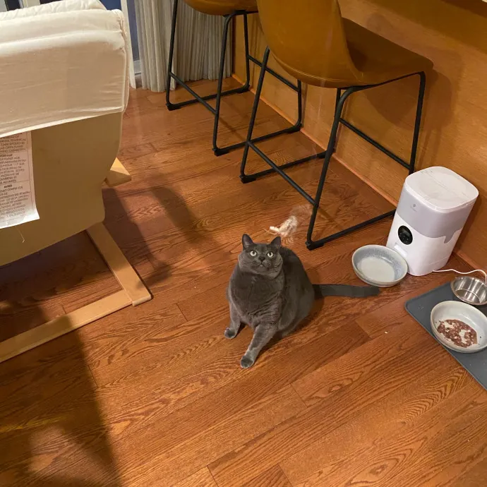 Paws And Playtime With Sofiya Ultimate Purr-Fect Care