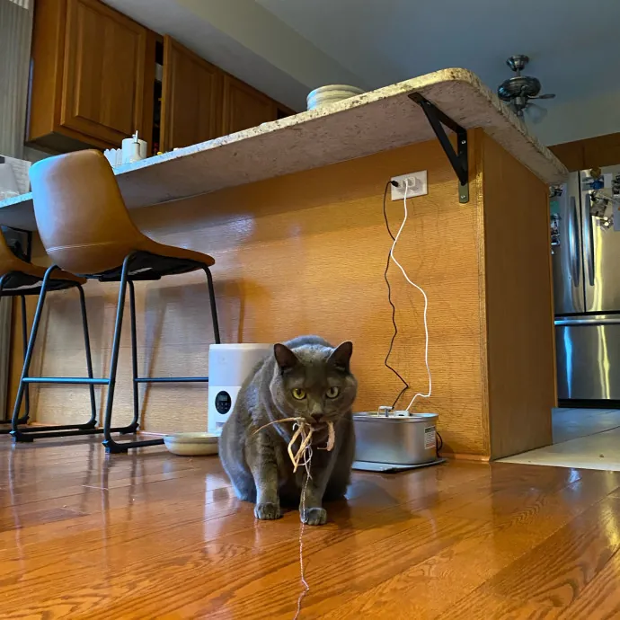 Paws And Playtime With Sofiya Ultimate Purr-Fect Care