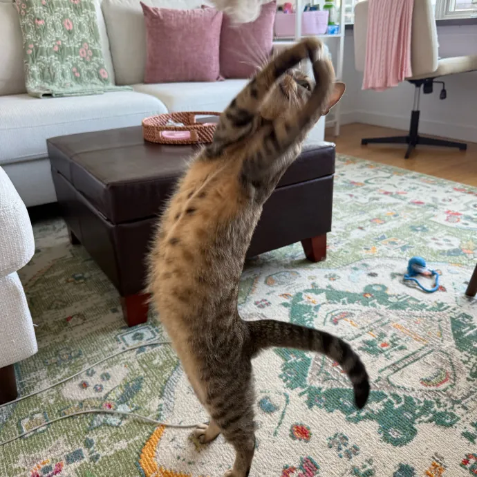 Paws And Playtime With Sofiya Ultimate Purr-Fect Care