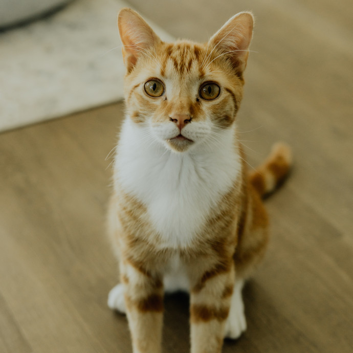 Paws And Playtime With Sofiya Ultimate Purr-Fect Care