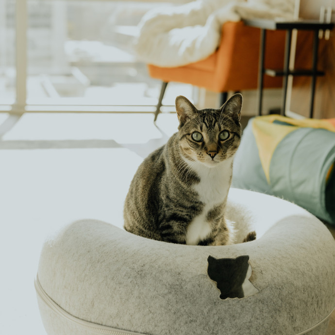 Paws And Playtime With Sofiya Ultimate Purr-Fect Care