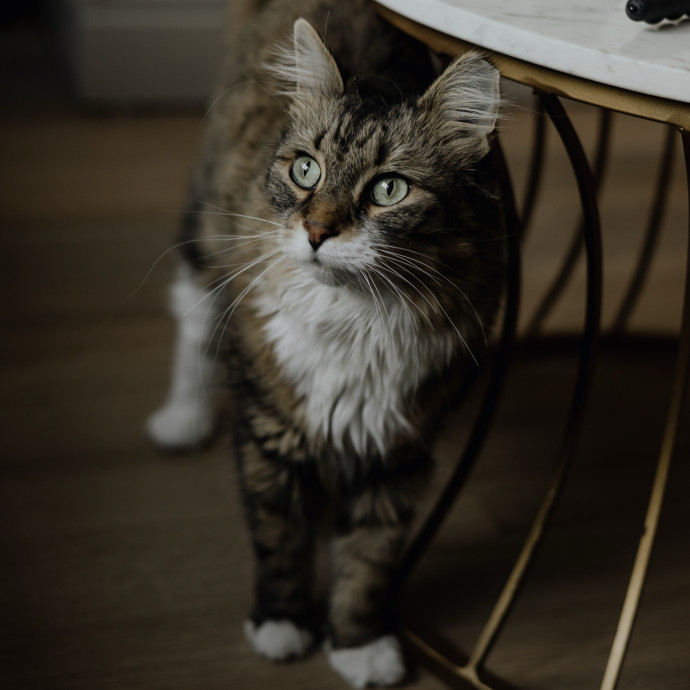 Paws And Playtime With Sofiya Ultimate Purr-Fect Care