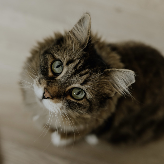 Paws And Playtime With Sofiya Ultimate Purr-Fect Care photo 3