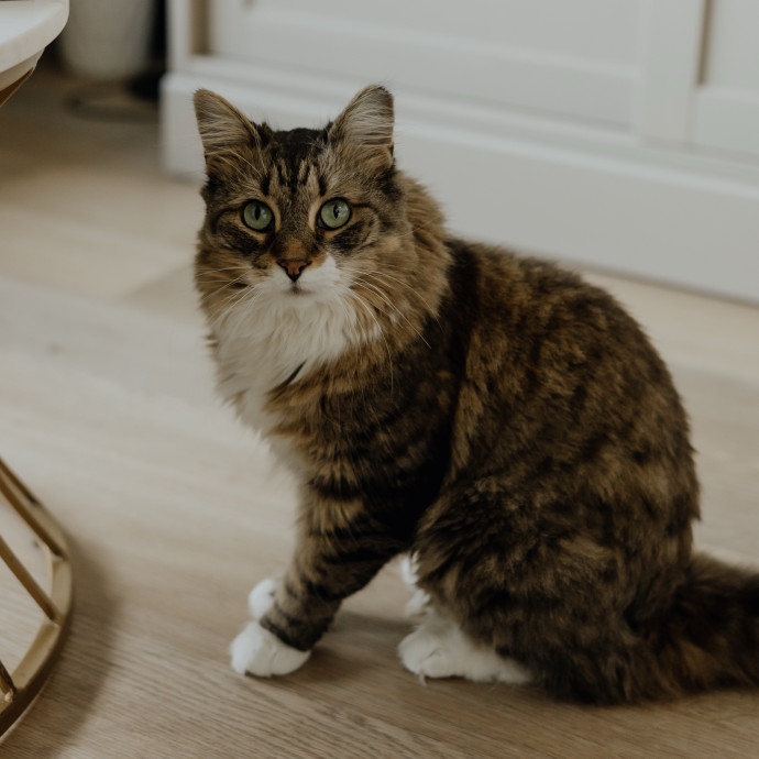 Paws And Playtime With Sofiya Ultimate Purr-Fect Care photo 2