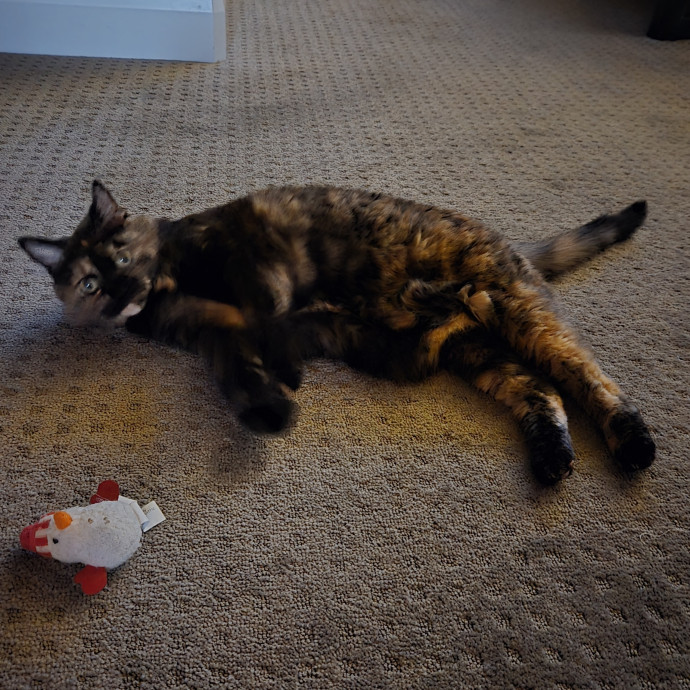 Professional Cat Sitter