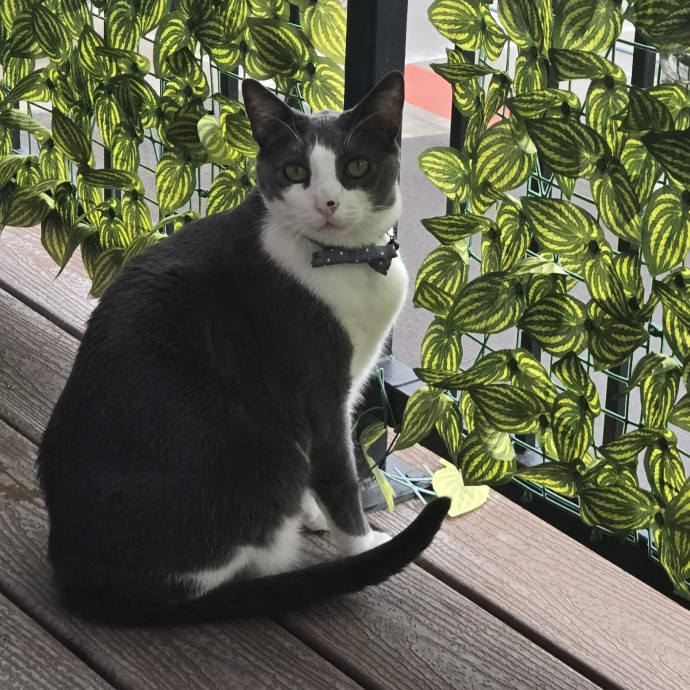 Professional Cat Sitter