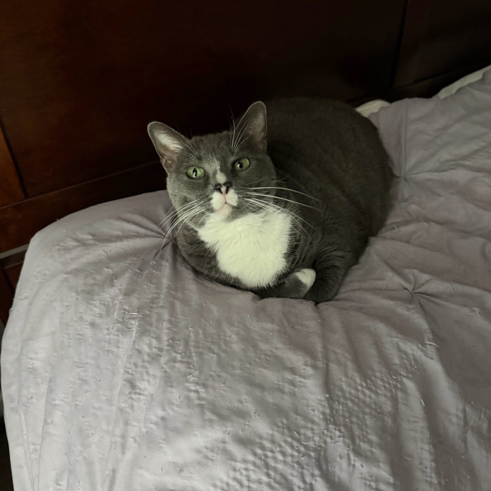 Professional Cat Sitter