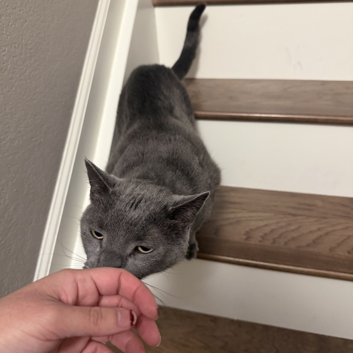 Professional Cat Sitter