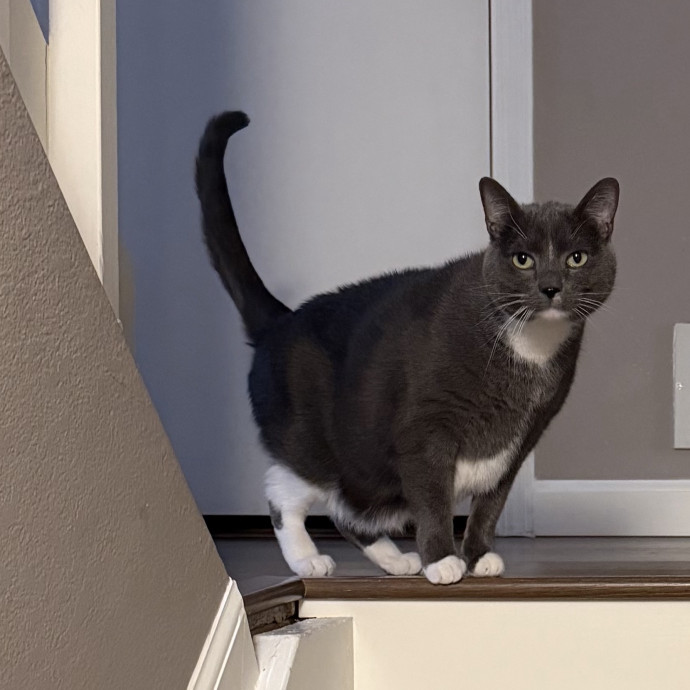 Professional Cat Sitter