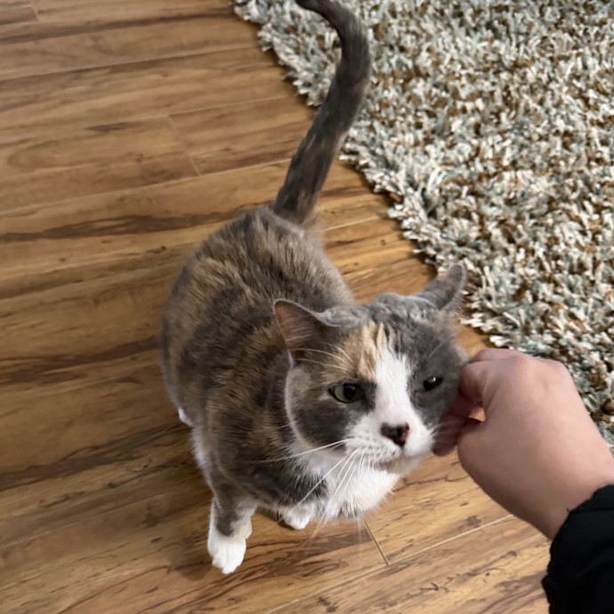 Professional Cat Sitter