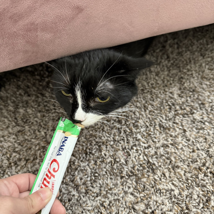 Professional Cat Sitter