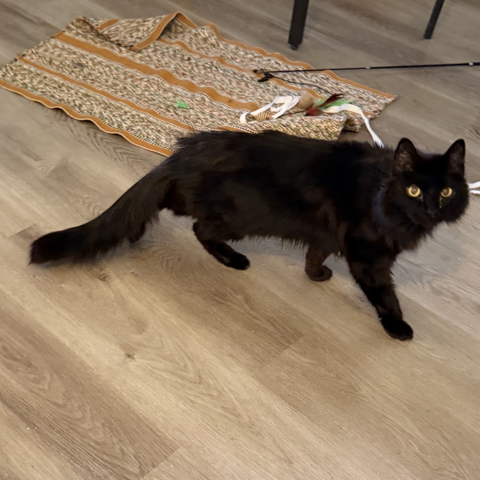 Professional Cat Sitter