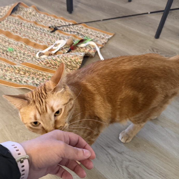 Professional Cat Sitter