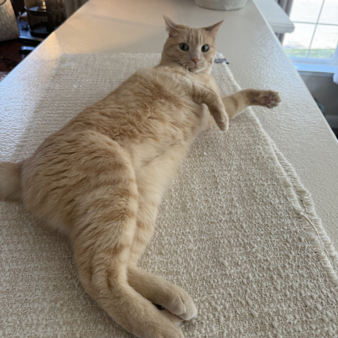 Professional Cat Sitter