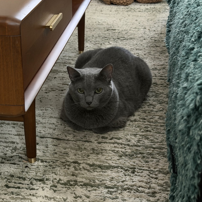 Professional Cat Sitter
