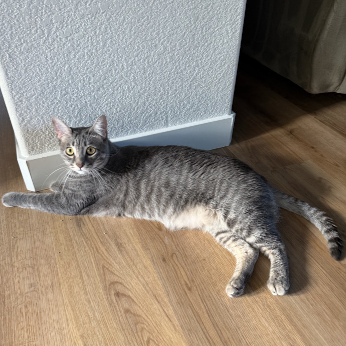 Professional Cat Sitter