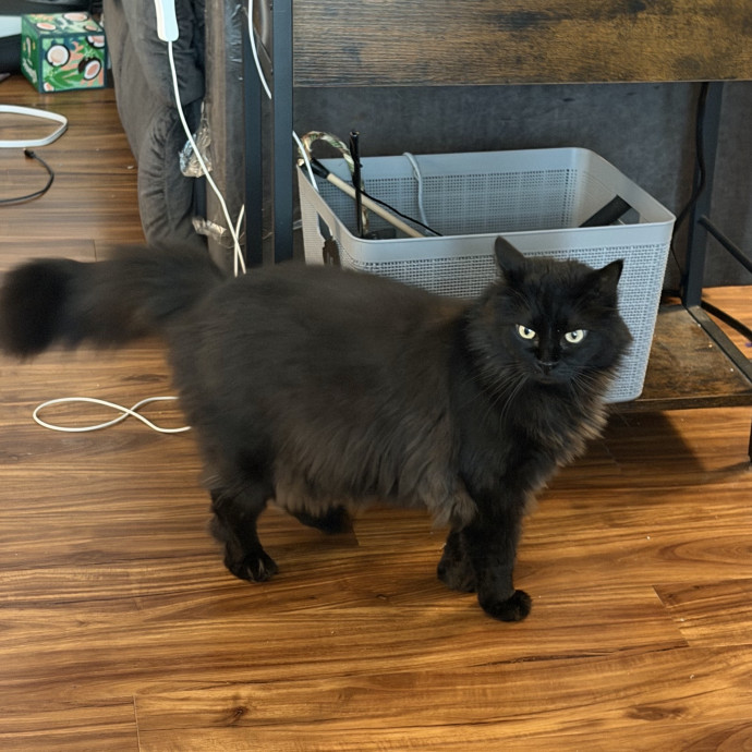 Professional Cat Sitter