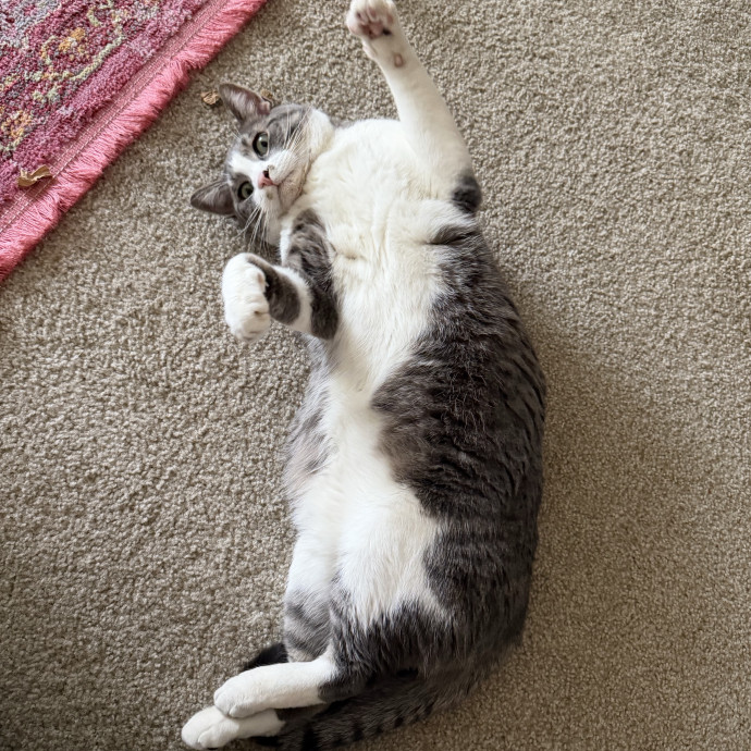 Professional Cat Sitter photo 2