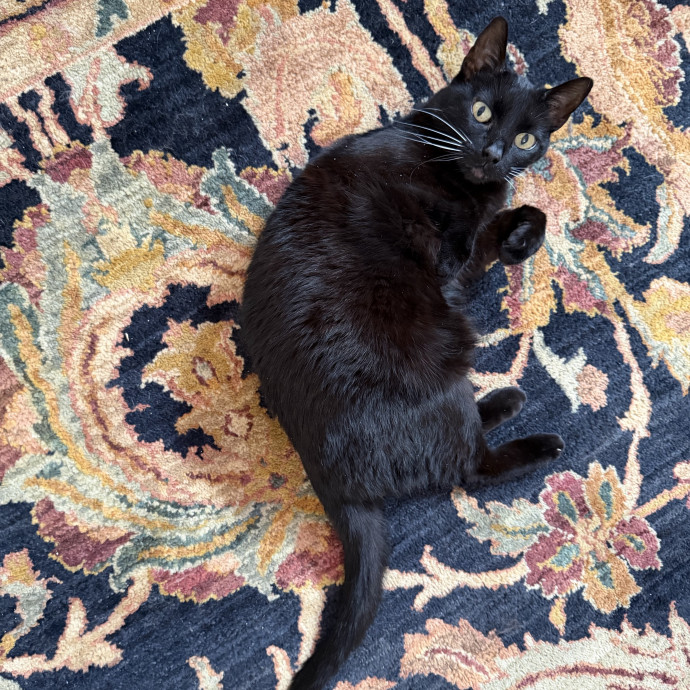 Professional Cat Sitter