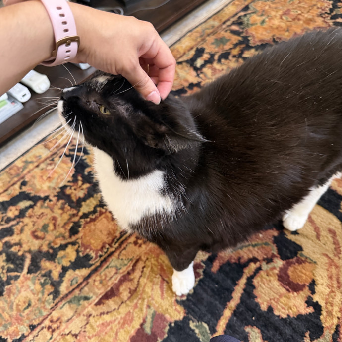 Professional Cat Sitter