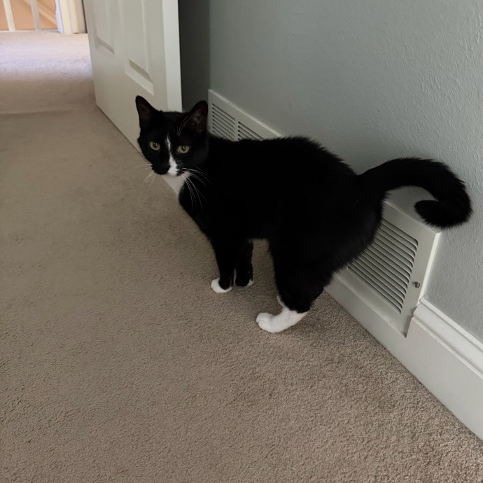 Professional Cat Sitter