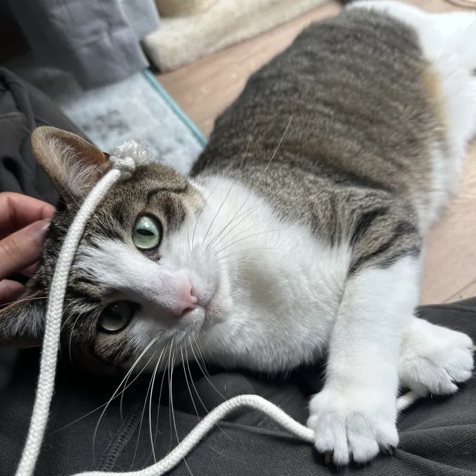 Professional Cat Cuddler