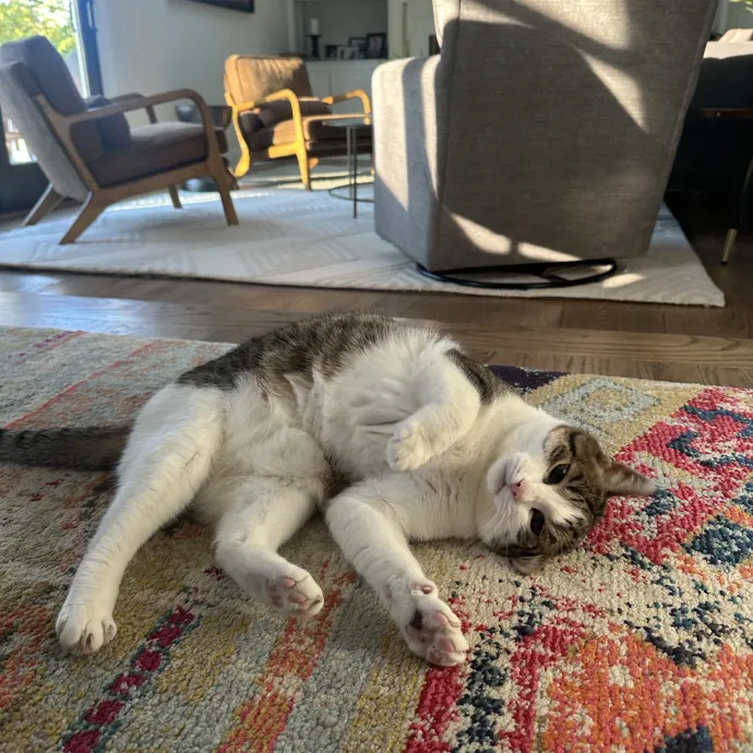 Professional Cat Cuddler