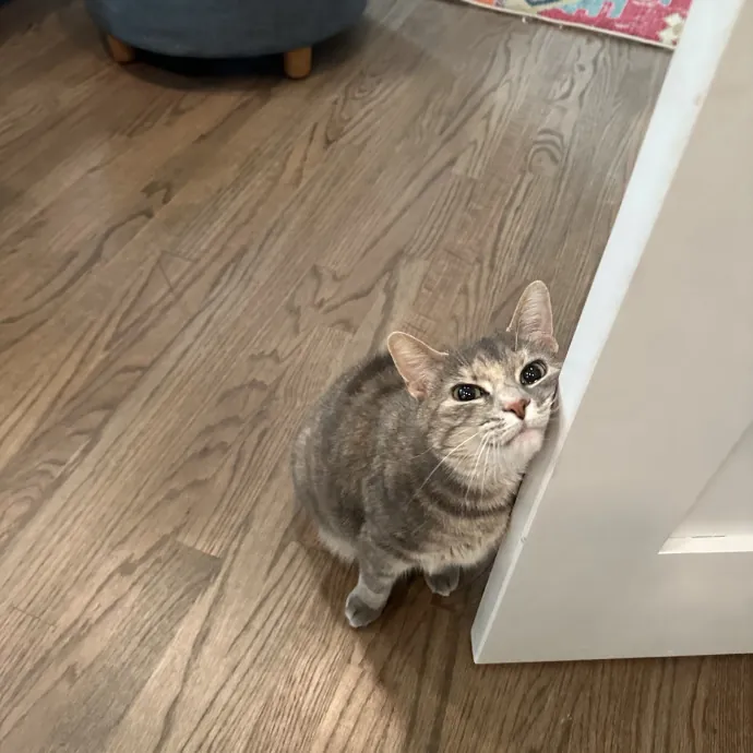 Professional Cat Cuddler