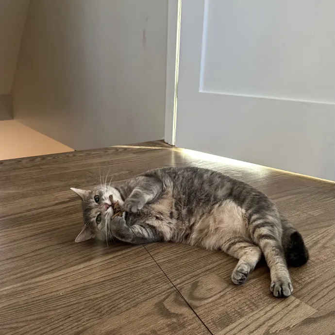 Professional Cat Cuddler