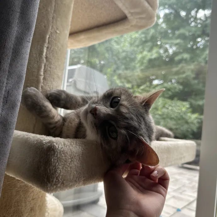 Professional Cat Cuddler