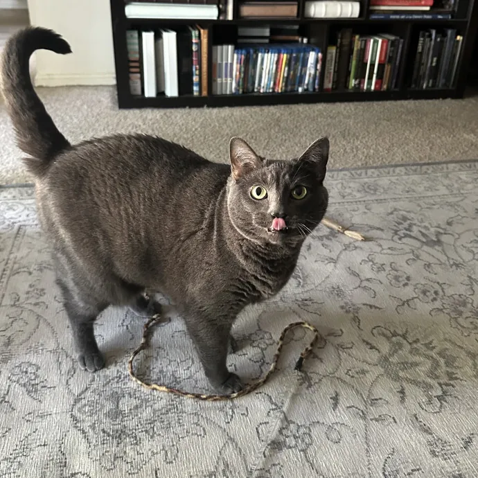 Professional Cat Cuddler