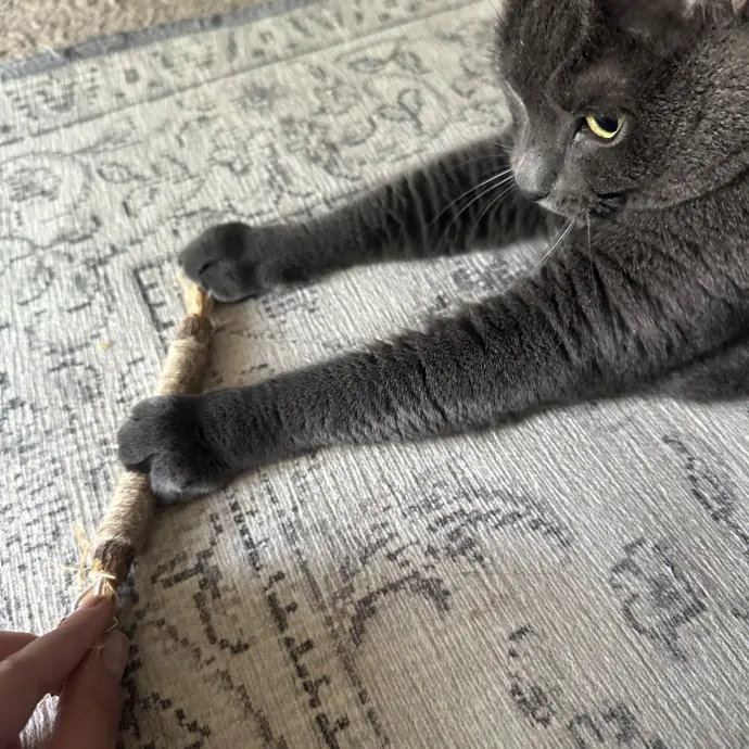 Professional Cat Cuddler