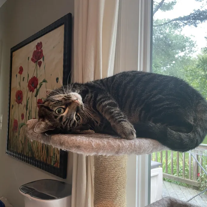 Professional Cat Cuddler