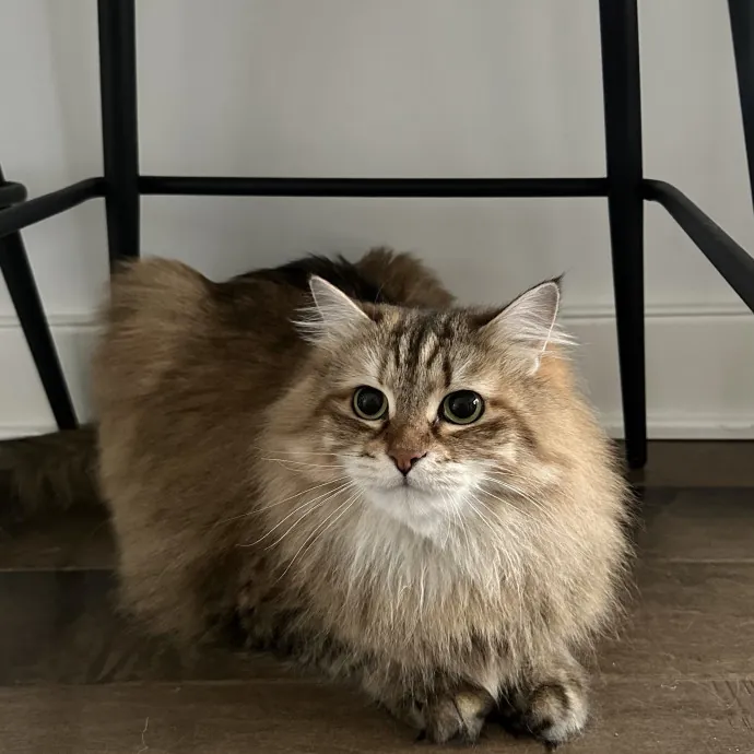 Professional Cat Cuddler