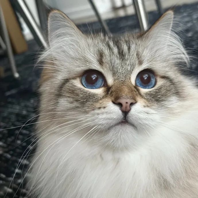 Professional Cat Cuddler