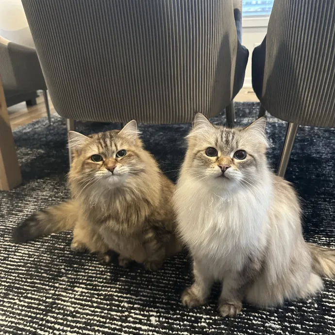 Professional Cat Cuddler