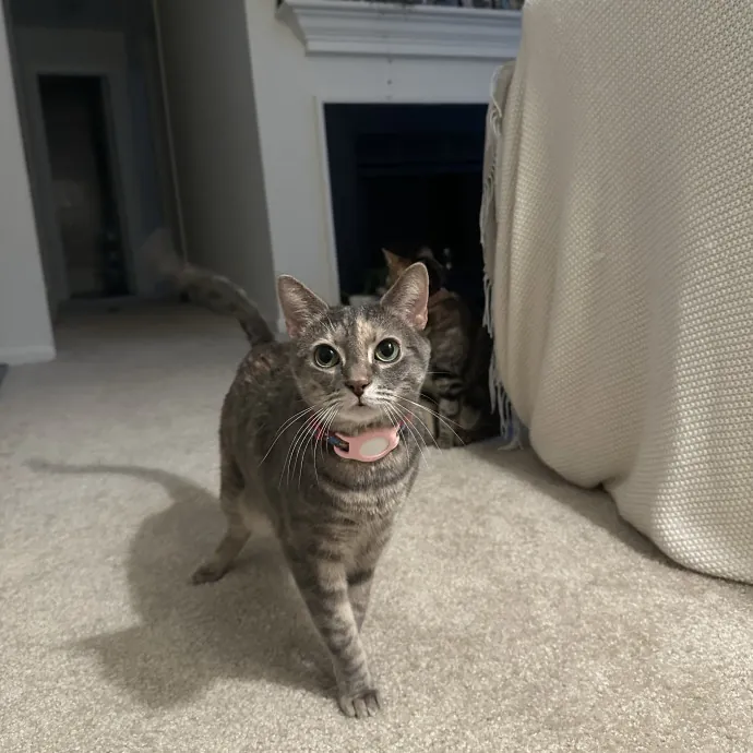 Professional Cat Cuddler