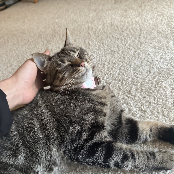 Professional Cat Cuddler