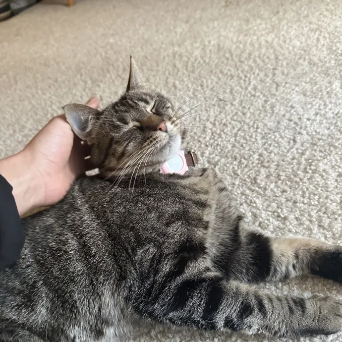 Professional Cat Cuddler