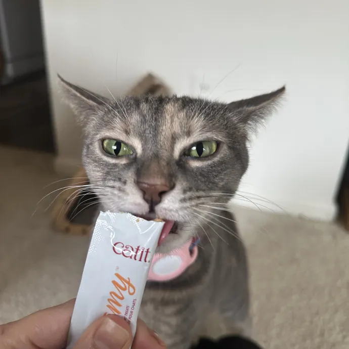 Professional Cat Cuddler