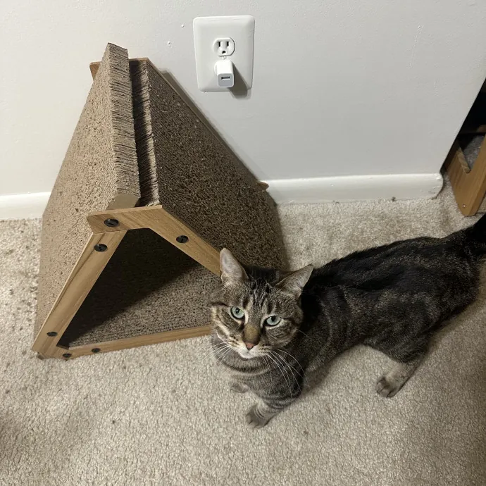 Professional Cat Cuddler