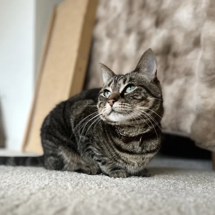 Professional Cat Cuddler