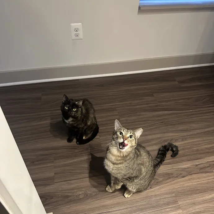 Professional Cat Cuddler